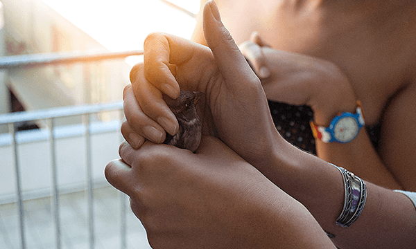 玫瑰創(chuàng)業(yè)計(jì)劃